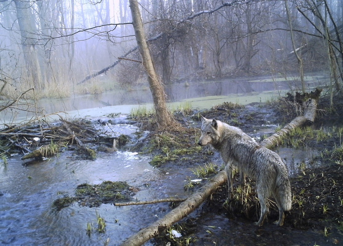 Tan tich 30 nam cua tham hoa hat nhan Chernobyl-Hinh-8